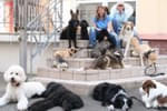 Mobile-Hundeschule-Umhausen