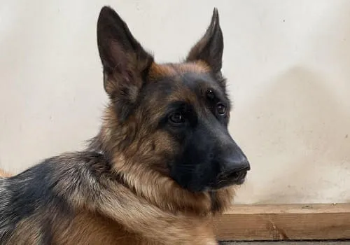 Ria