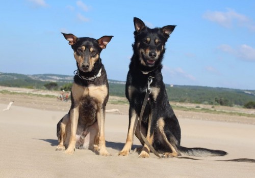 Rocky-und-Maylo