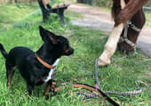 Milow-aus-Voerde Milow-aus-Voerde