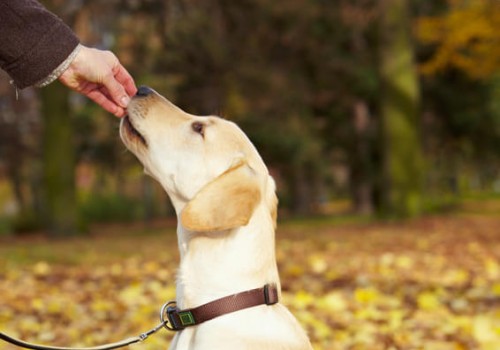 Der-Hund-wird-nie-unsere-Sprache-verstehen-wir-muessen-lernen-die-Sprache-unserer-Hunde-zu-sprechen Der-Hund-wird-nie-unsere-Sprache-verstehen-wir-muessen-lernen-die-Sprache-unserer-Hunde-zu-sprechen