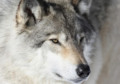 Hunde-sind-Rudeltiere-und-stammen-vom-Grauwolf-ab. Hunde-sind-Rudeltiere-und-stammen-vom-Grauwolf-ab.